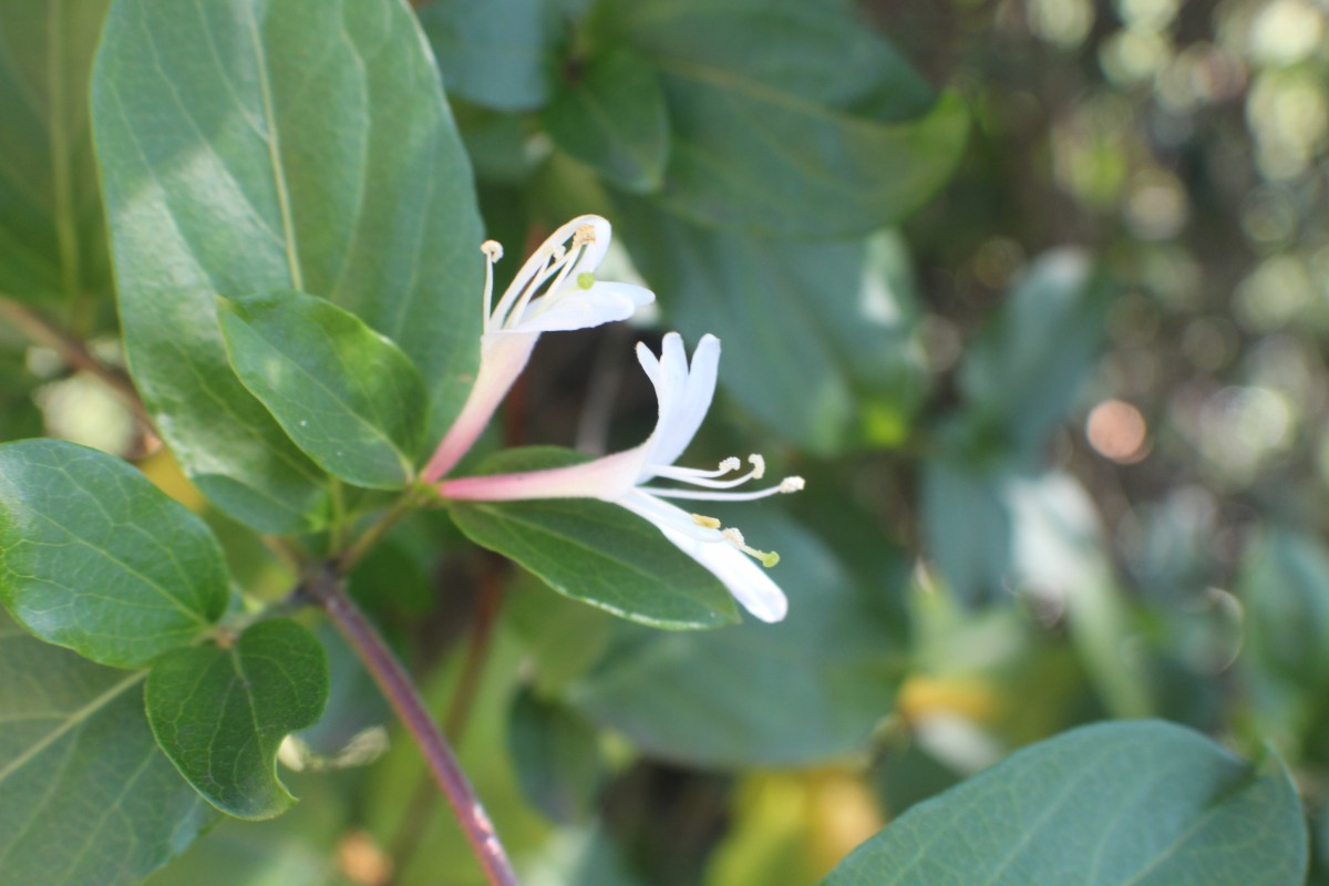 Lonicera japonica Thunb.